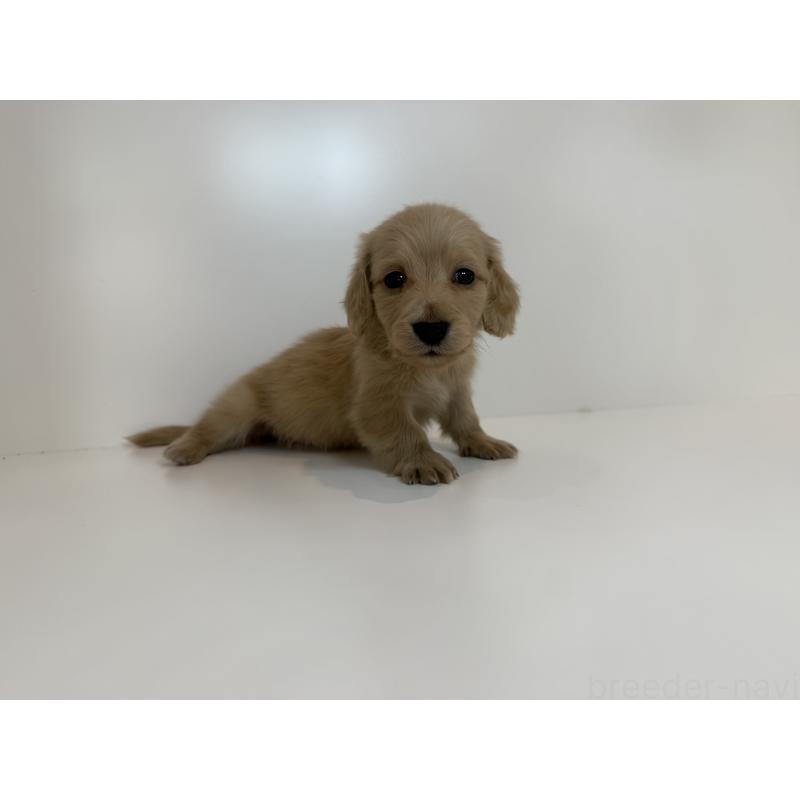 販売中の広島県のミニチュアダックスフンド(ロングヘアード)-428752の2枚目