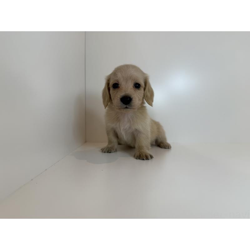 販売中の広島県のミニチュアダックスフンド(ロングヘアード)-428753の3枚目