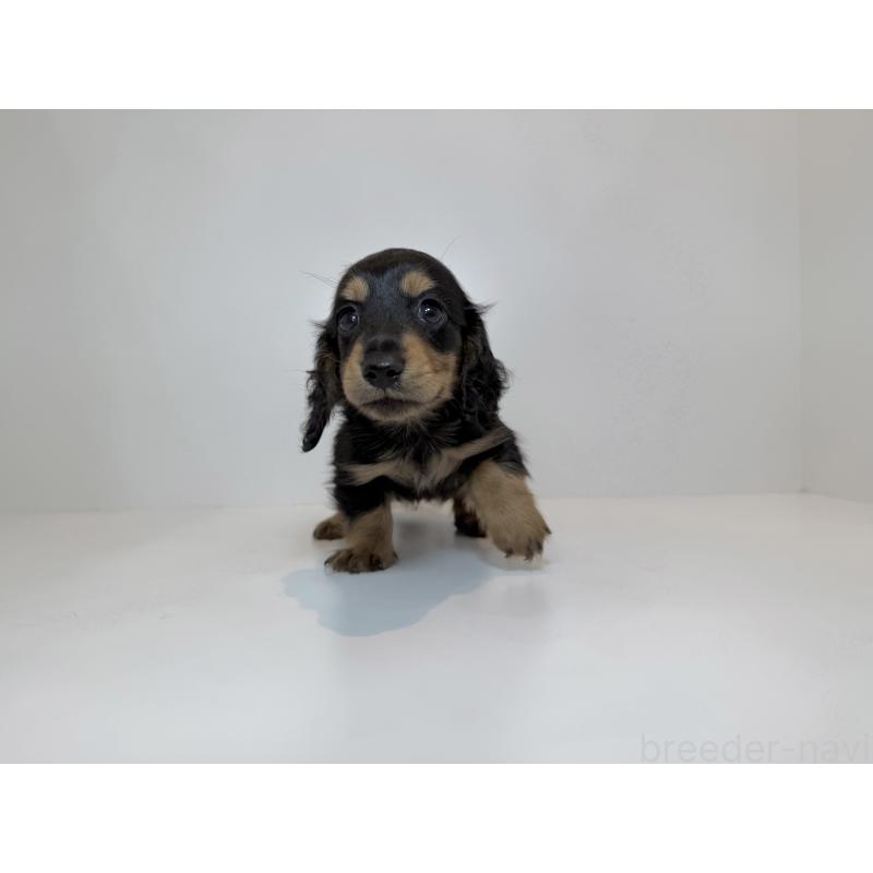 販売中の広島県のミニチュアダックスフンド(ロングヘアード)-428754の2枚目