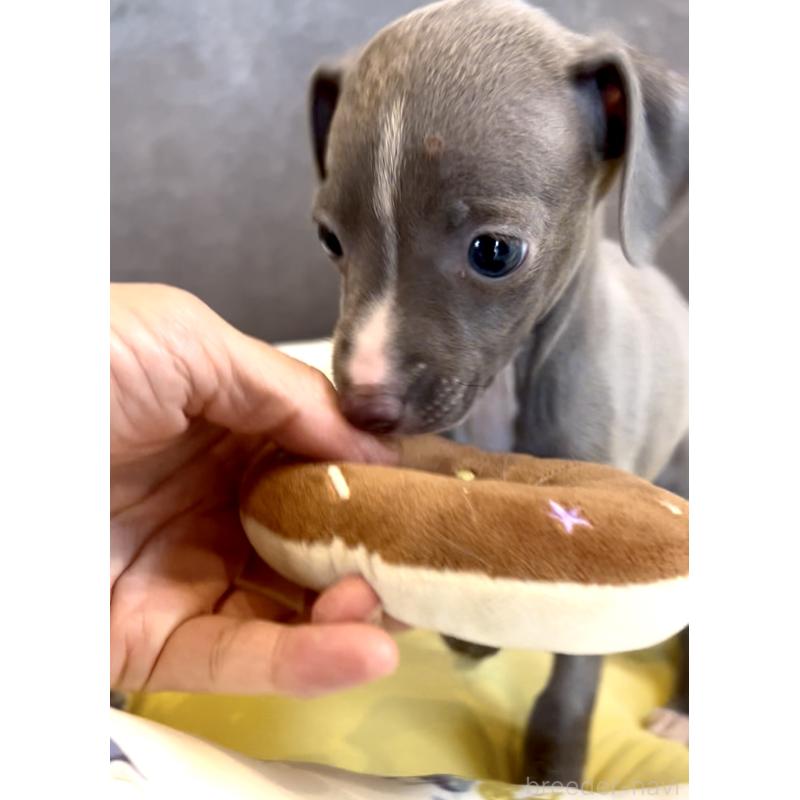 販売中の奈良県のイタリアングレーハウンド(イタグレ)-428756の14枚目