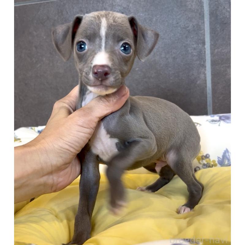 販売中の奈良県のイタリアングレーハウンド(イタグレ)-428756の13枚目