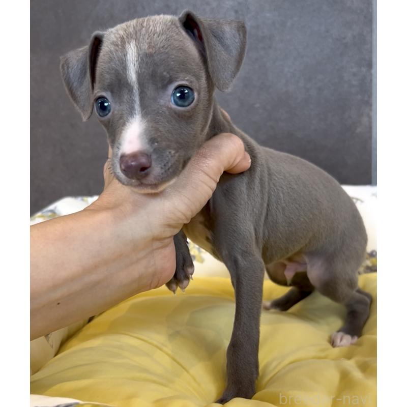 販売中の奈良県のイタリアングレーハウンド(イタグレ)-428756の12枚目