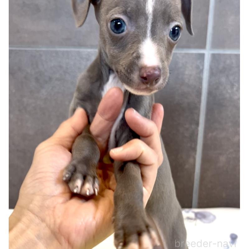販売中の奈良県のイタリアングレーハウンド(イタグレ)-428756の11枚目