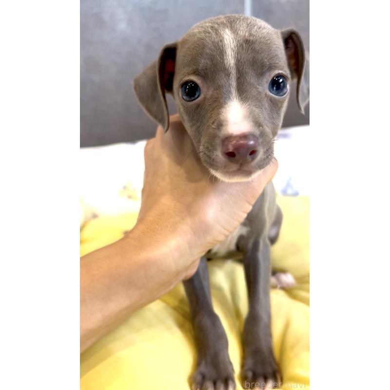 販売中の奈良県のイタリアングレーハウンド(イタグレ)-428756の10枚目