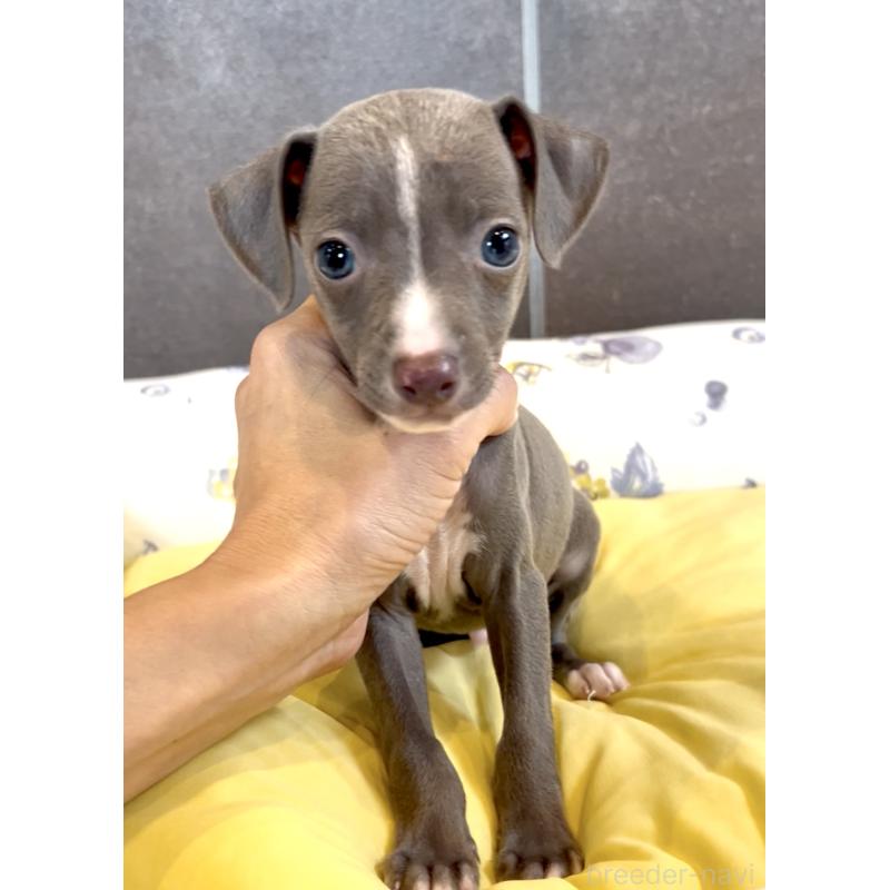 販売中の奈良県のイタリアングレーハウンド(イタグレ)-428756の1枚目