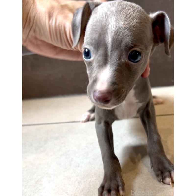 販売中の奈良県のイタリアングレーハウンド(イタグレ)-428756の9枚目