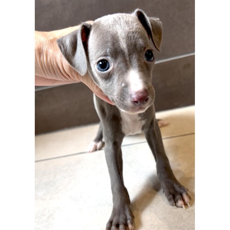 販売中の奈良県のイタリアングレーハウンド(イタグレ)-428756の8枚目