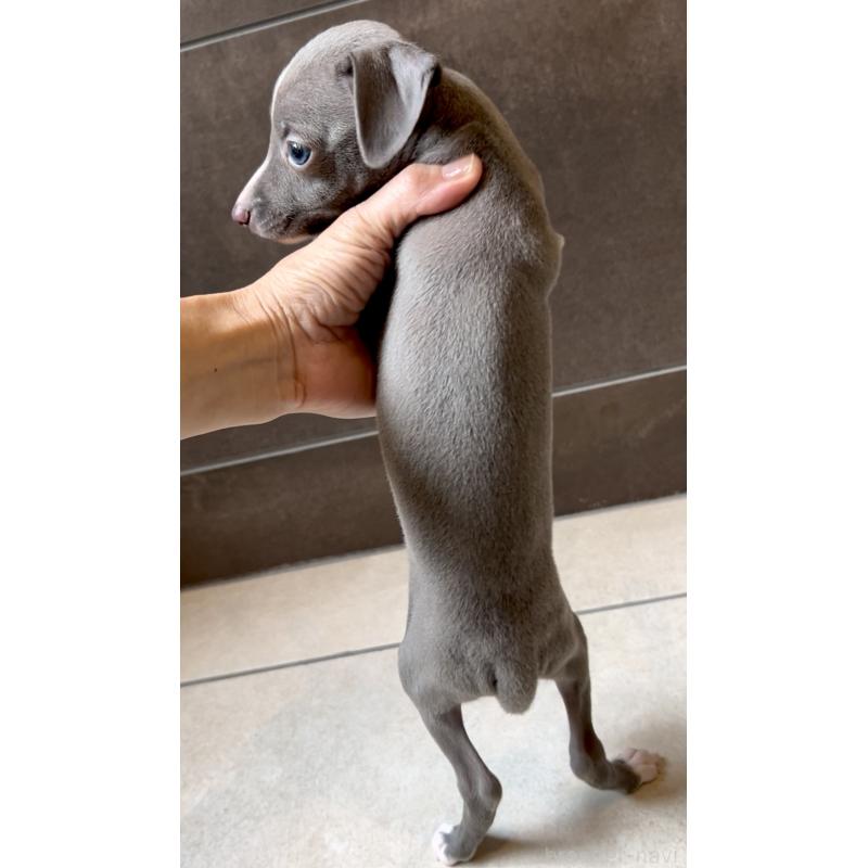 販売中の奈良県のイタリアングレーハウンド(イタグレ)-428756の7枚目