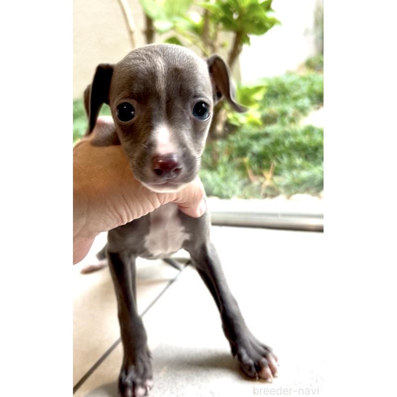 販売中の奈良県のイタリアングレーハウンド(イタグレ)-428756の6枚目