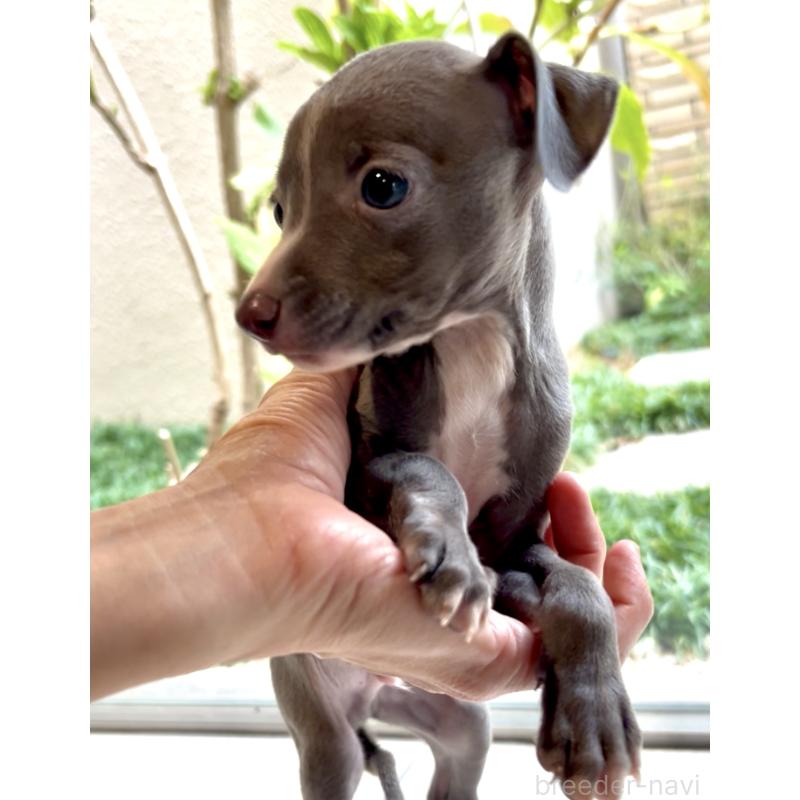 販売中の奈良県のイタリアングレーハウンド(イタグレ)-428756の5枚目