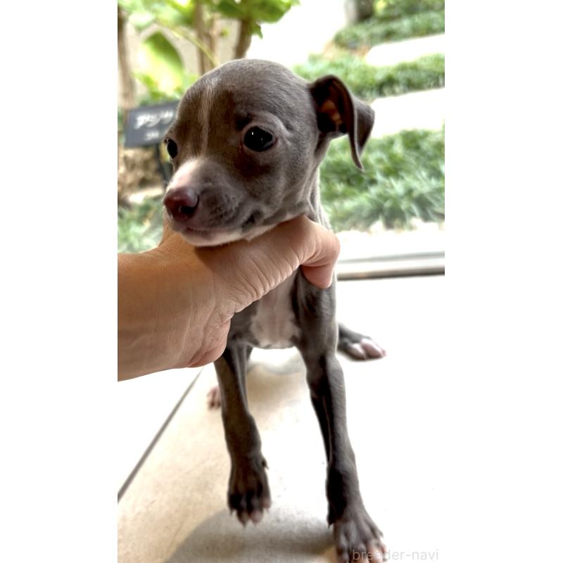 販売中の奈良県のイタリアングレーハウンド(イタグレ)-428756の4枚目