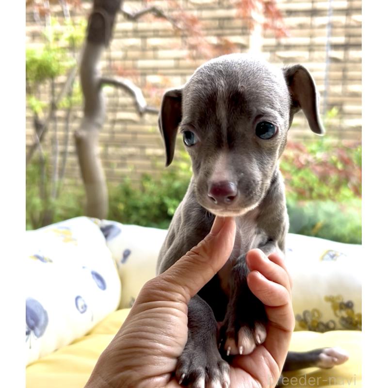 販売中の奈良県のイタリアングレーハウンド(イタグレ)-428756の2枚目