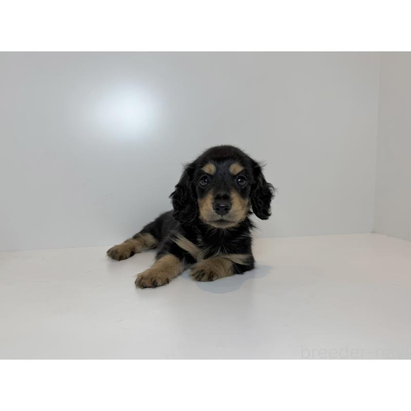 販売中の山口県のミニチュアダックスフンド(ロングヘアード)-428755の3枚目