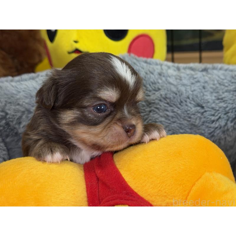 販売中の埼玉県のチワワ(ロングコート)-428757の7枚目