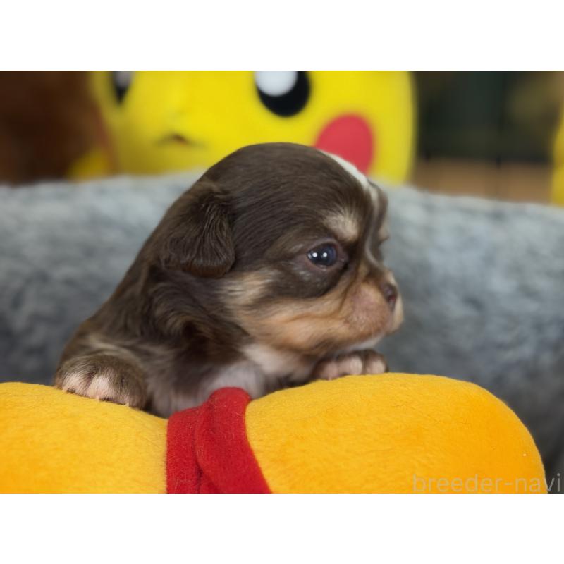 販売中の埼玉県のチワワ(ロングコート)-428757の6枚目