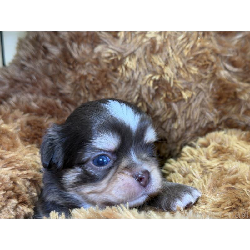 販売中の埼玉県のチワワ(ロングコート)-428757の5枚目