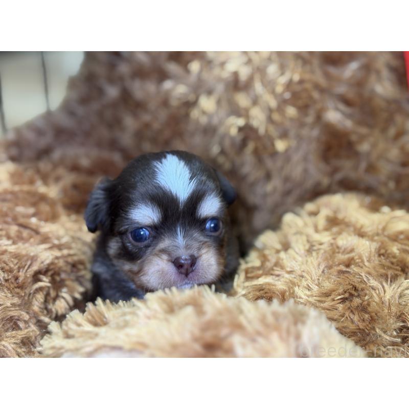 販売中の埼玉県のチワワ(ロングコート)-428757の4枚目