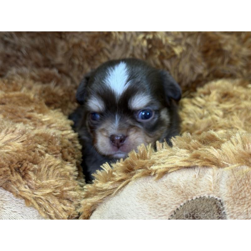 販売中の埼玉県のチワワ(ロングコート)-428757の3枚目