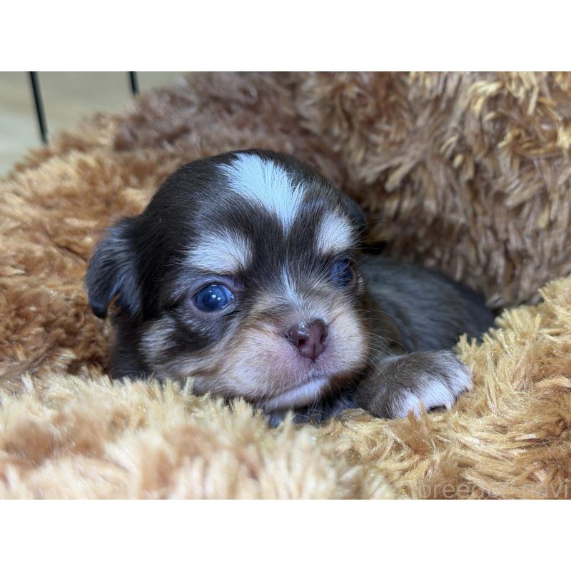 販売中の埼玉県のチワワ(ロングコート)-428757の2枚目