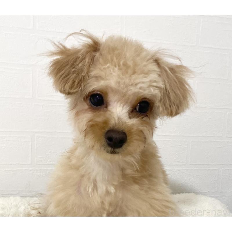 販売中の静岡県のチワプー:チワワ×トイプードル-412483の4枚目