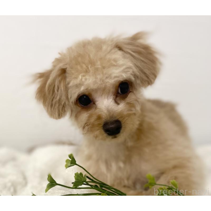 販売中の静岡県のチワプー:チワワ×トイプードル-412483の3枚目