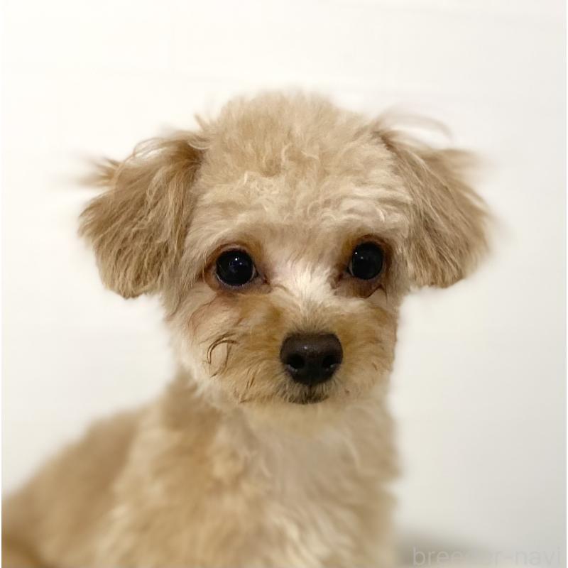 販売中の静岡県のチワプー:チワワ×トイプードル-412483の2枚目