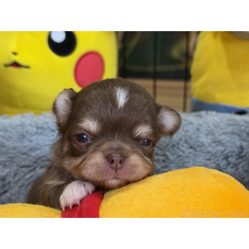 販売中の埼玉県のチワワ(ロングコート)-428758の7枚目