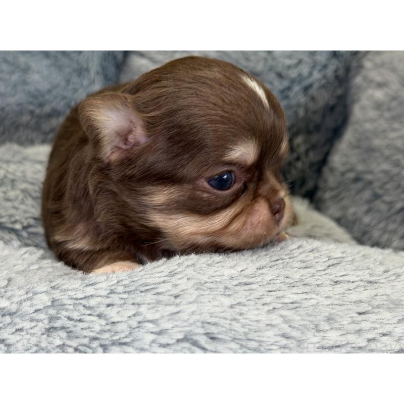 販売中の埼玉県のチワワ(ロングコート)-428758の6枚目