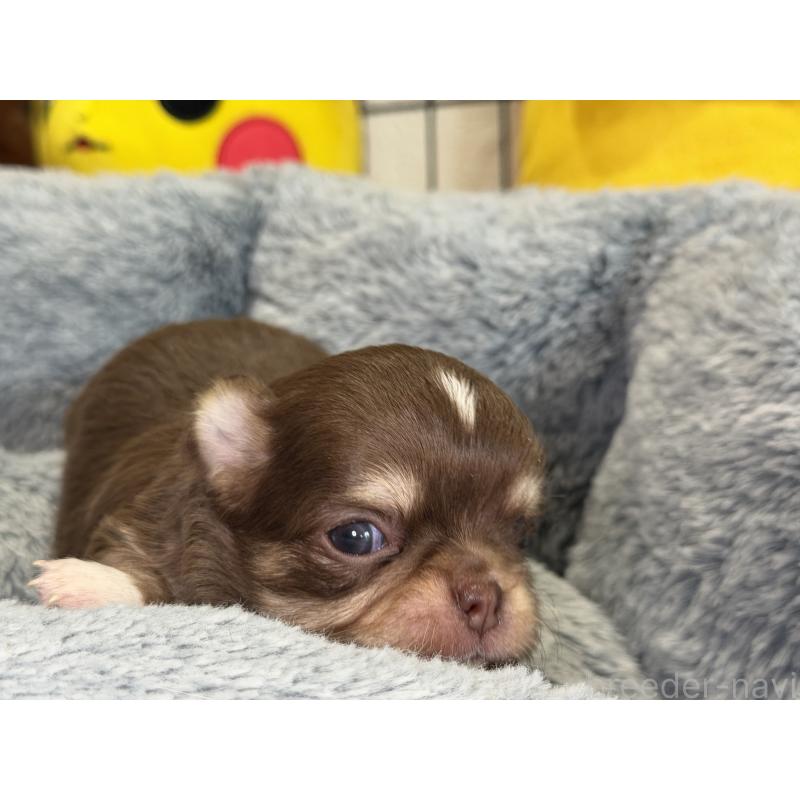 販売中の埼玉県のチワワ(ロングコート)-428758の5枚目