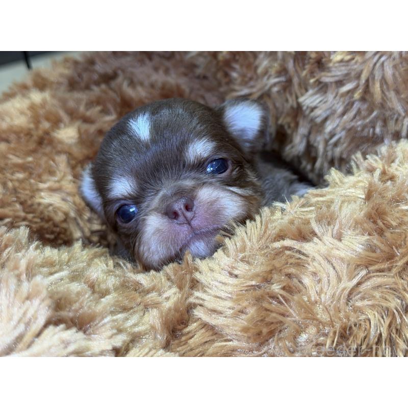 販売中の埼玉県のチワワ(ロングコート)-428758の4枚目