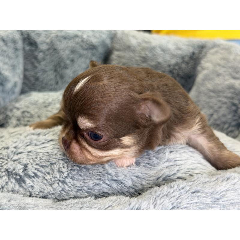 販売中の埼玉県のチワワ(ロングコート)-428758の3枚目