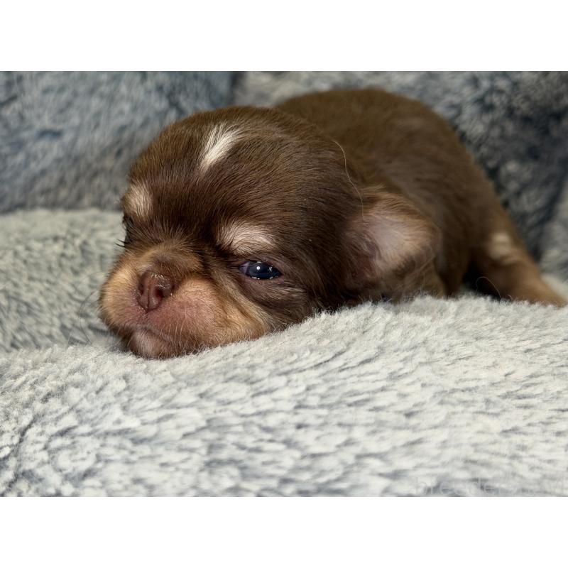 販売中の埼玉県のチワワ(ロングコート)-428758の2枚目