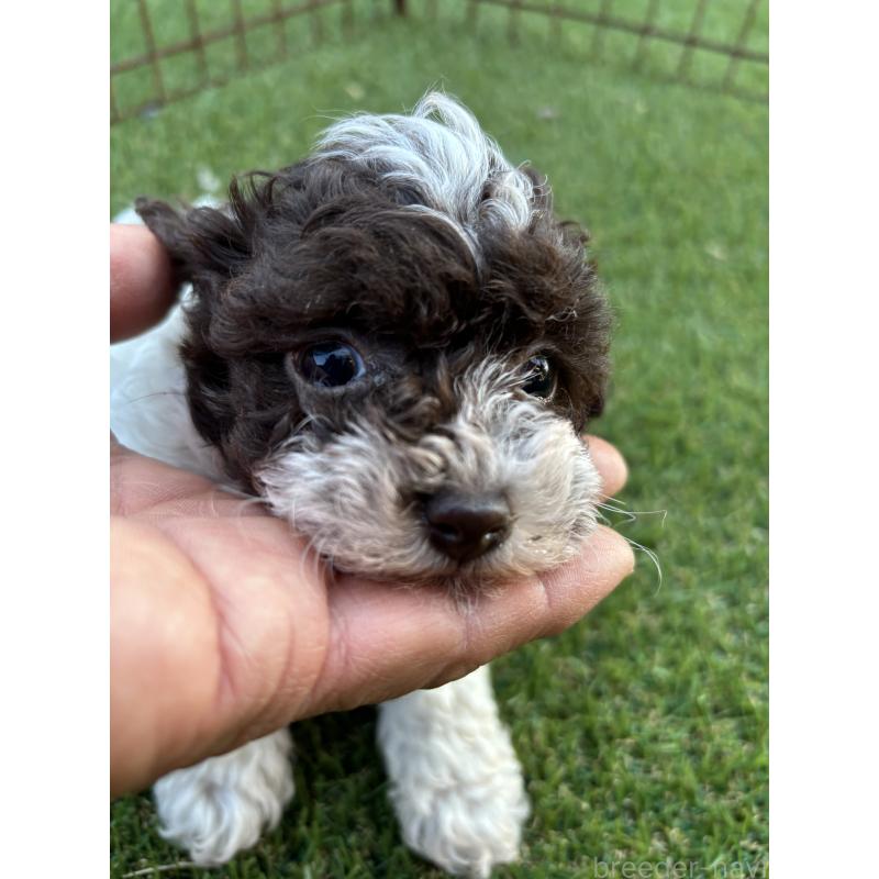 販売中の茨城県のトイプードル-422023の2枚目