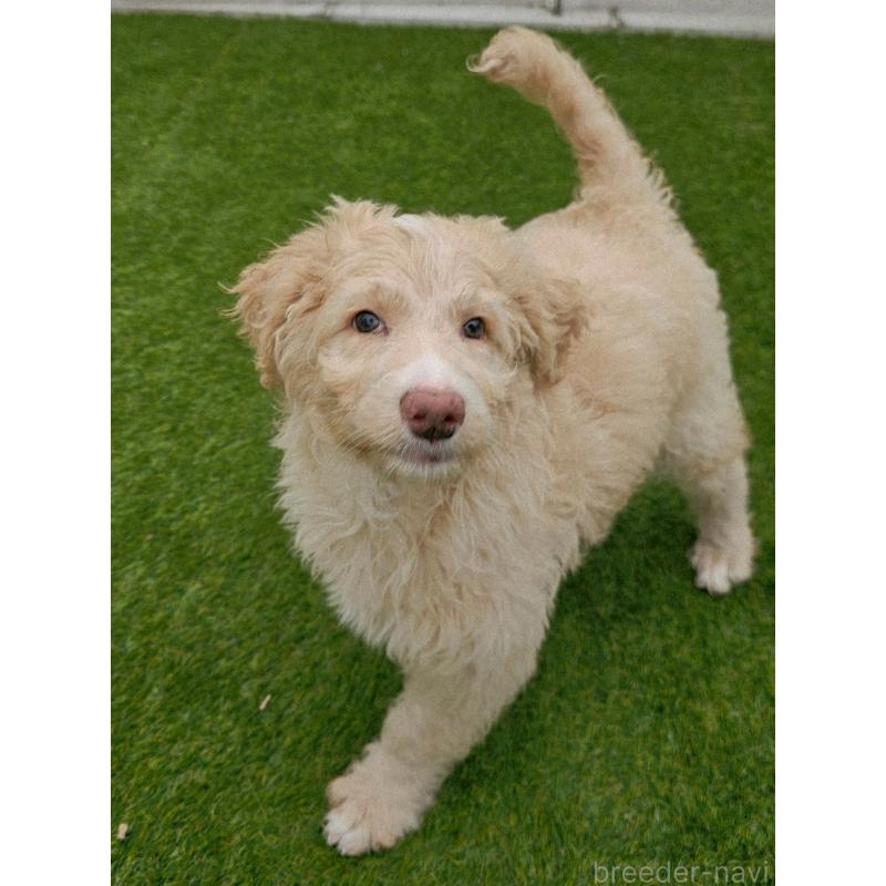 販売中の長野県のミックス犬-418629の12枚目