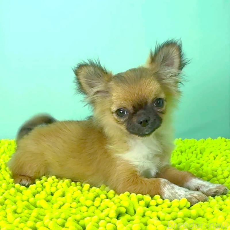 成約済の栃木県のチワワ(ロングコート)-417810の3枚目