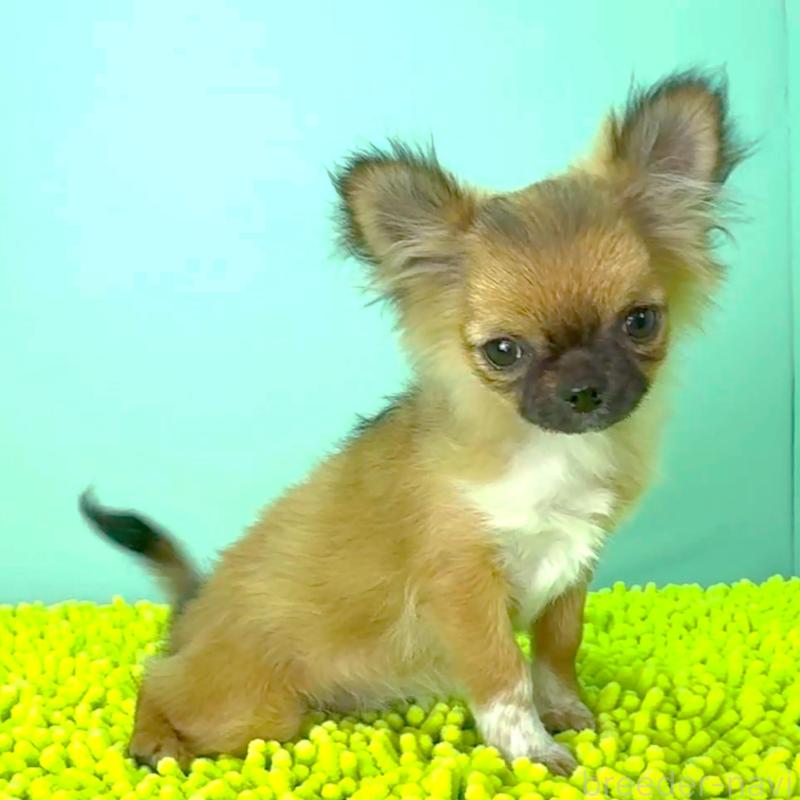 成約済の栃木県のチワワ(ロングコート)-417810の2枚目