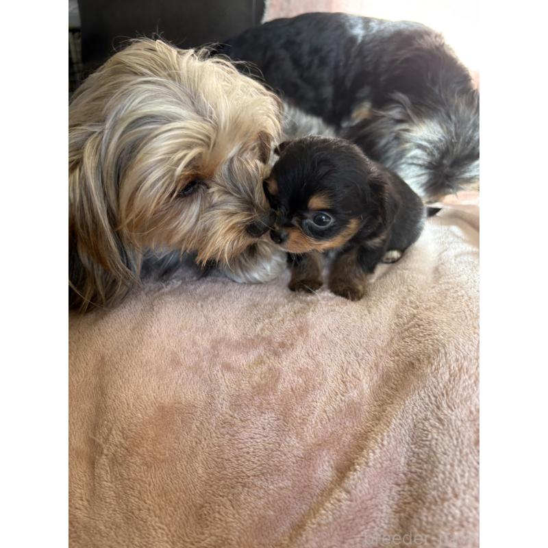 販売中の静岡県のヨーチー:ヨークシャーテリア×チワワ-425193の10枚目