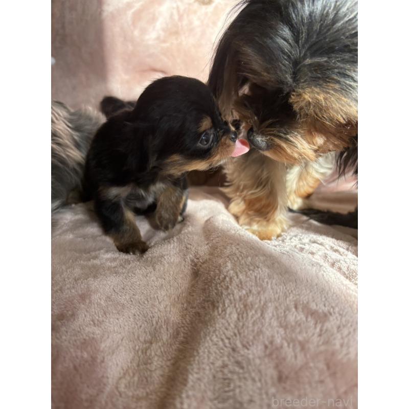 販売中の静岡県のヨーチー:ヨークシャーテリア×チワワ-425193の9枚目