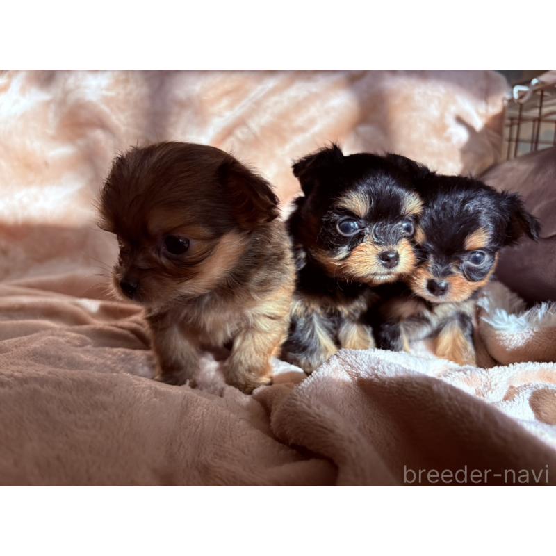 販売中の静岡県のヨーチー:ヨークシャーテリア×チワワ-425193の8枚目