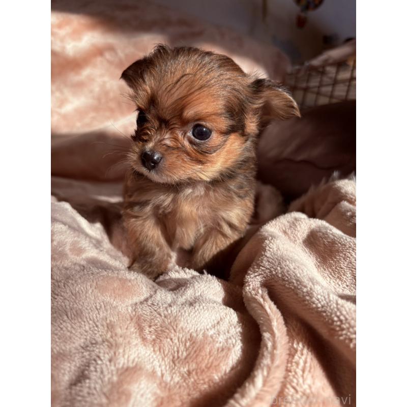 成約済の静岡県のヨーチー:ヨークシャーテリア×チワワ-425192の2枚目
