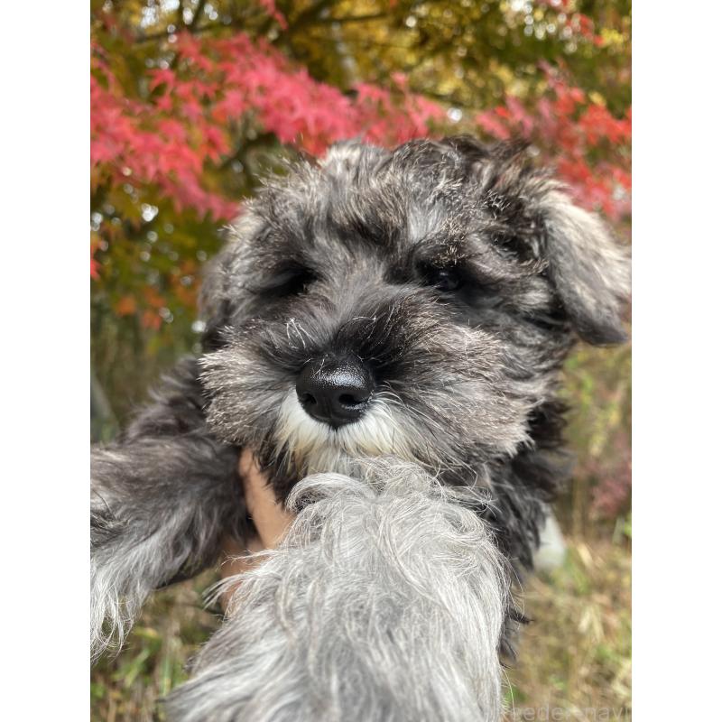 成約済の三重県のミニチュアシュナウザー-417854の3枚目