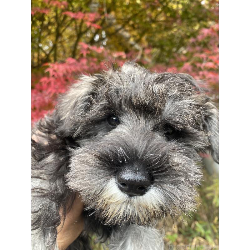 成約済の三重県のミニチュアシュナウザー-417854の2枚目