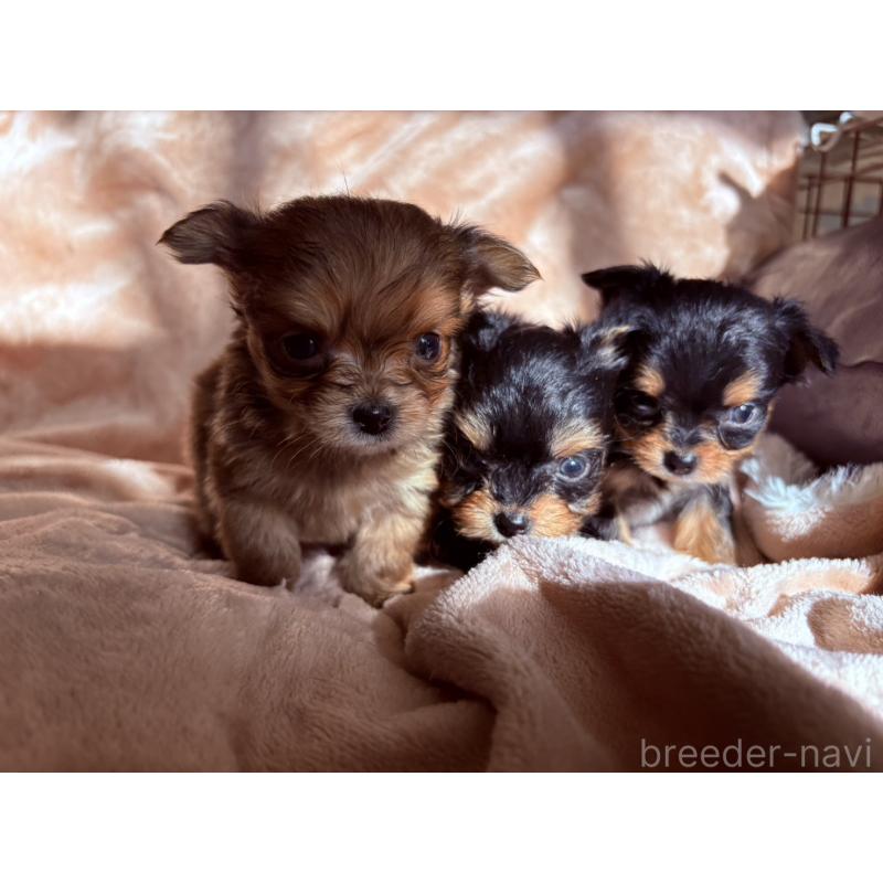 販売中の静岡県のヨーチー:ヨークシャーテリア×チワワ-428762の2枚目