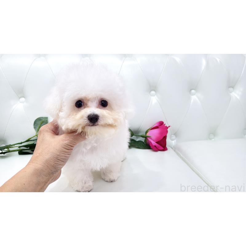 販売中の埼玉県のビションフリーゼ-411725の1枚目