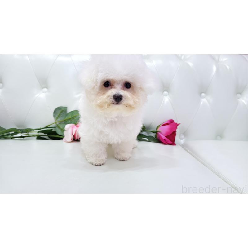 販売中の埼玉県のビションフリーゼ-411725の20枚目