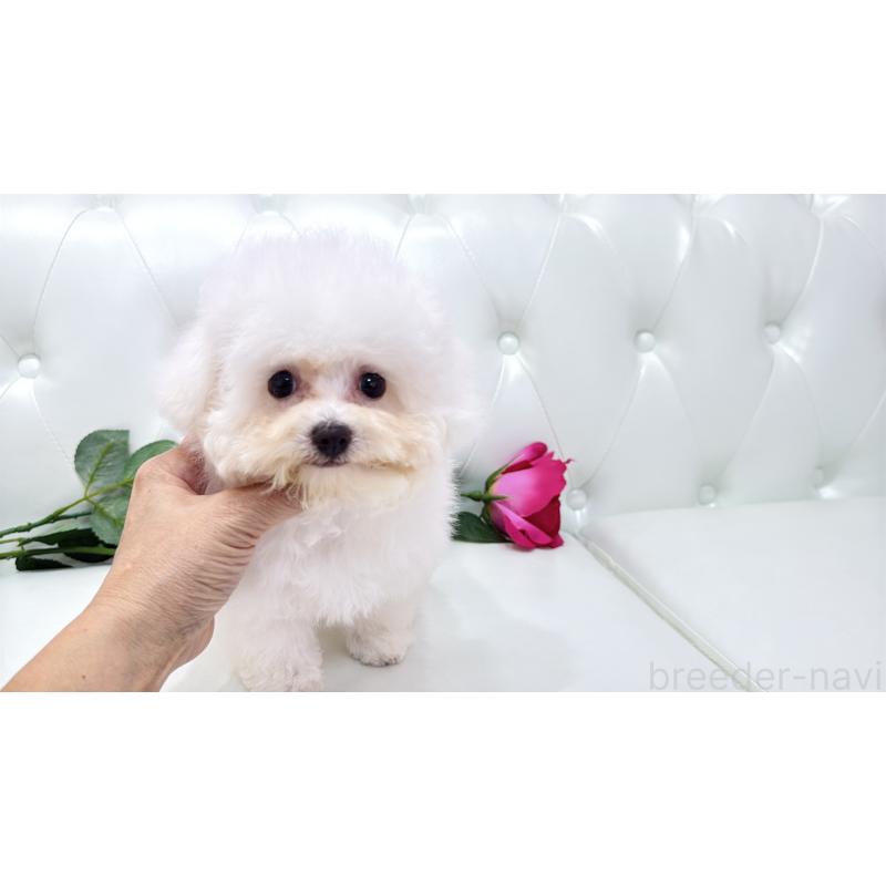 販売中の埼玉県のビションフリーゼ-411725の18枚目