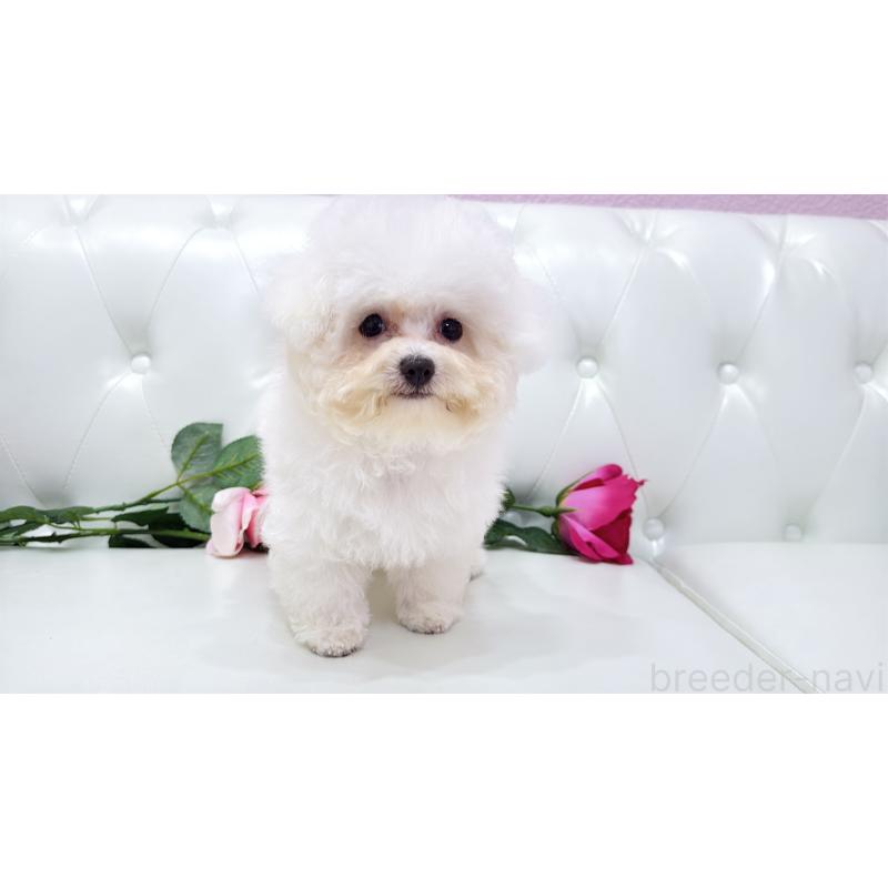 販売中の埼玉県のビションフリーゼ-411725の17枚目