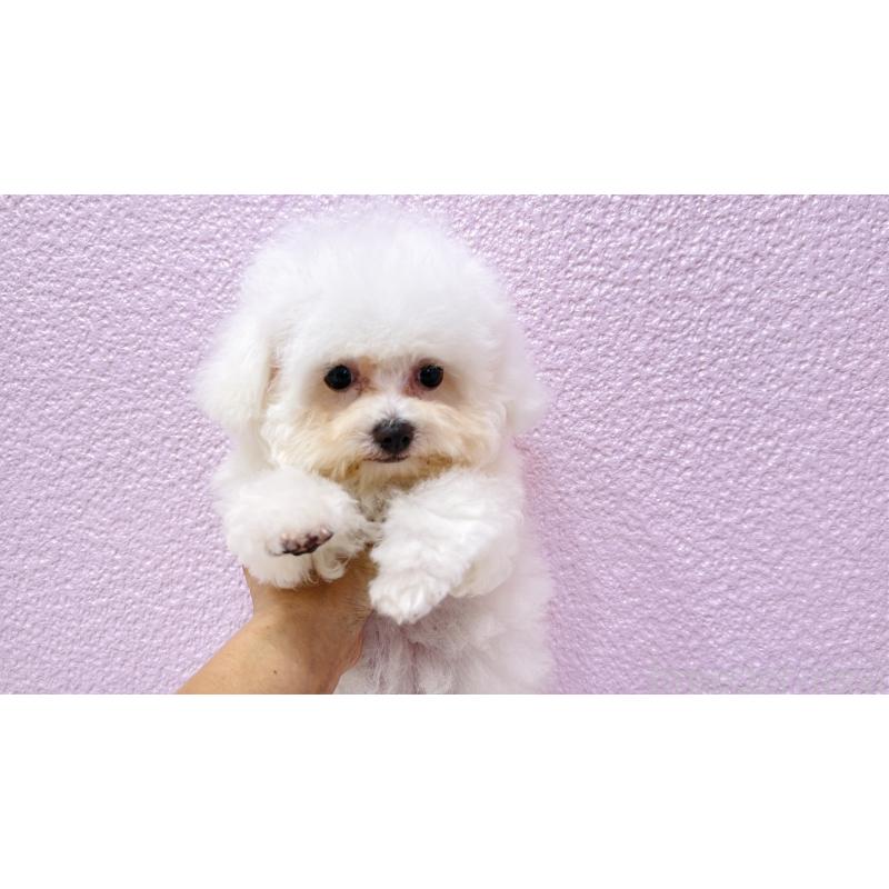 販売中の埼玉県のビションフリーゼ-411725の16枚目