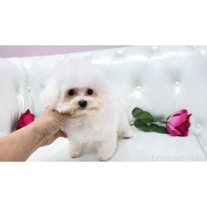 販売中の埼玉県のビションフリーゼ-411725の14枚目