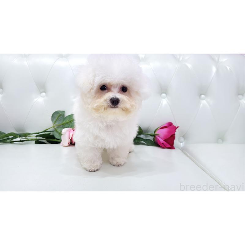 販売中の埼玉県のビションフリーゼ-411725の13枚目